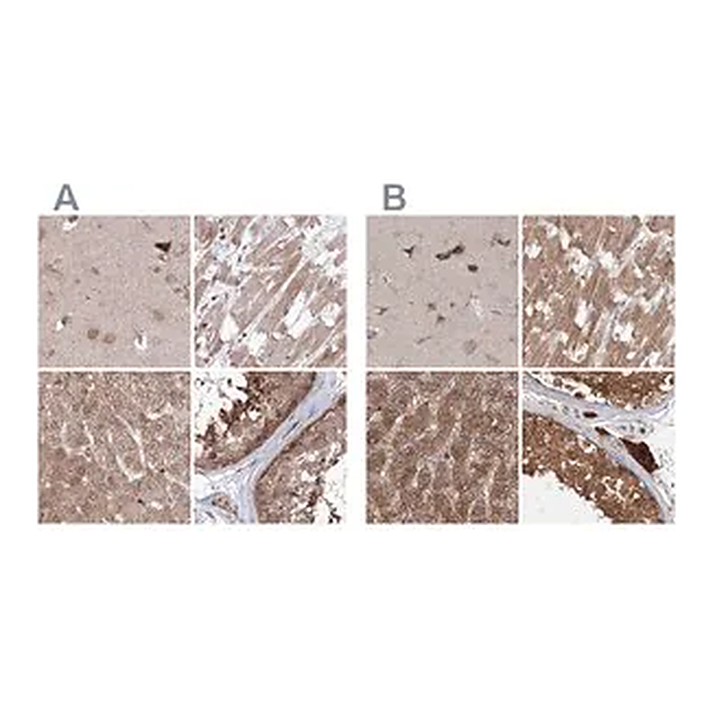 Merck Anti-MKRN2 antibody produced in rabbit