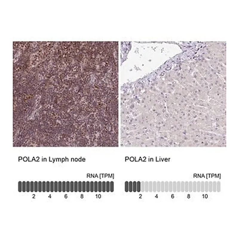 Merck Anti-POLA2 antibody produced in rabbit