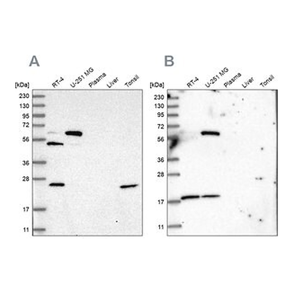 Merck Anti-PYROXD2 antibody produced in rabbit
