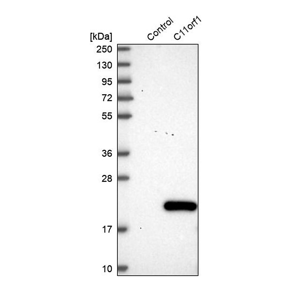 Merck Anti-C11orf1 antibody produced in rabbit