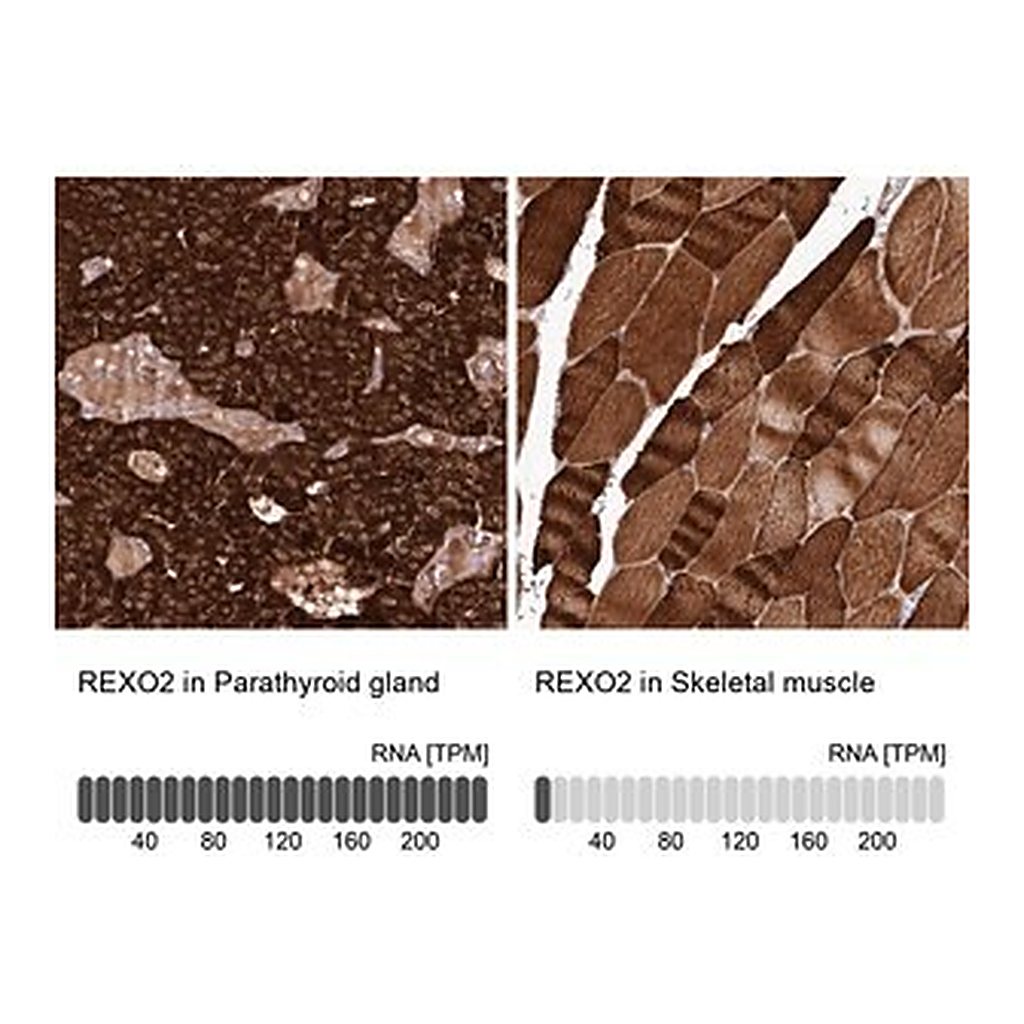 Merck Anti-REXO2 antibody produced in rabbit