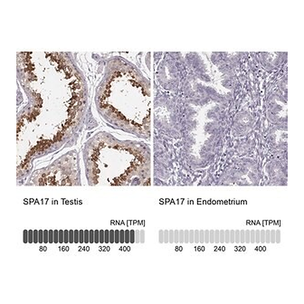 Merck Anti-SPA17 antibody produced in rabbit