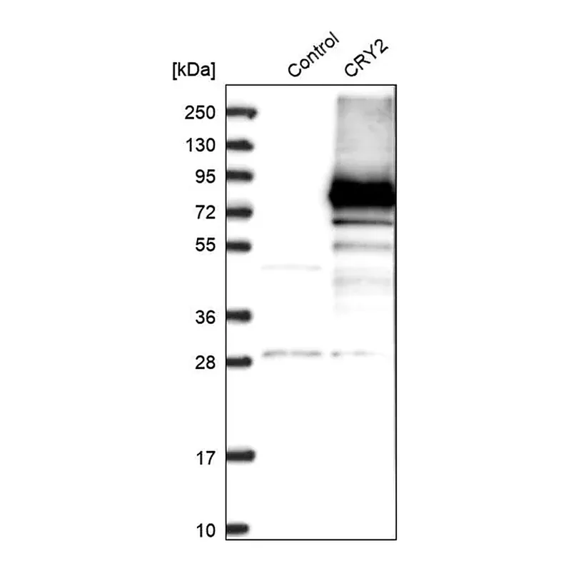 Merck Anti-CRY2 antibody produced in rabbit