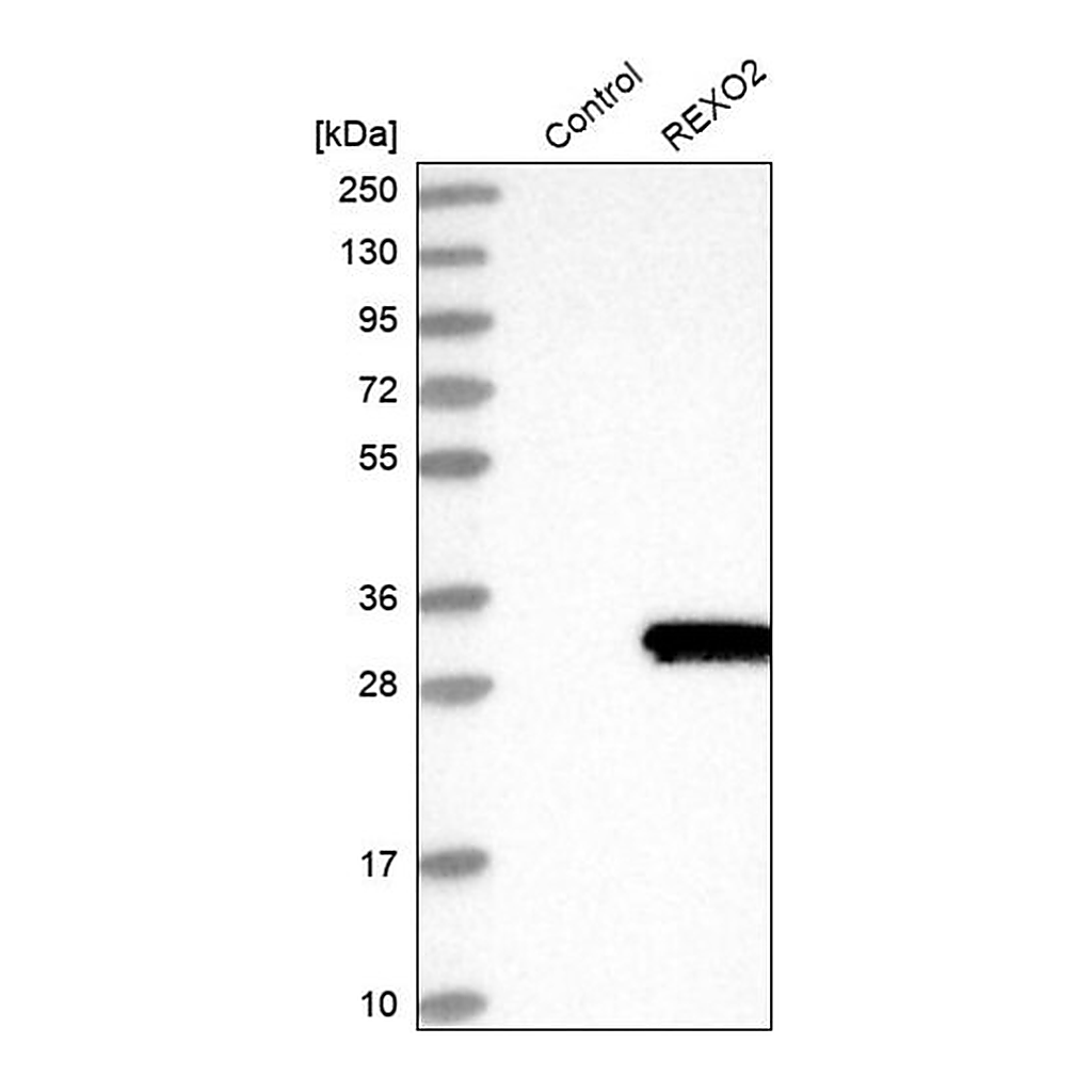 Merck Anti-REXO2 antibody produced in rabbit