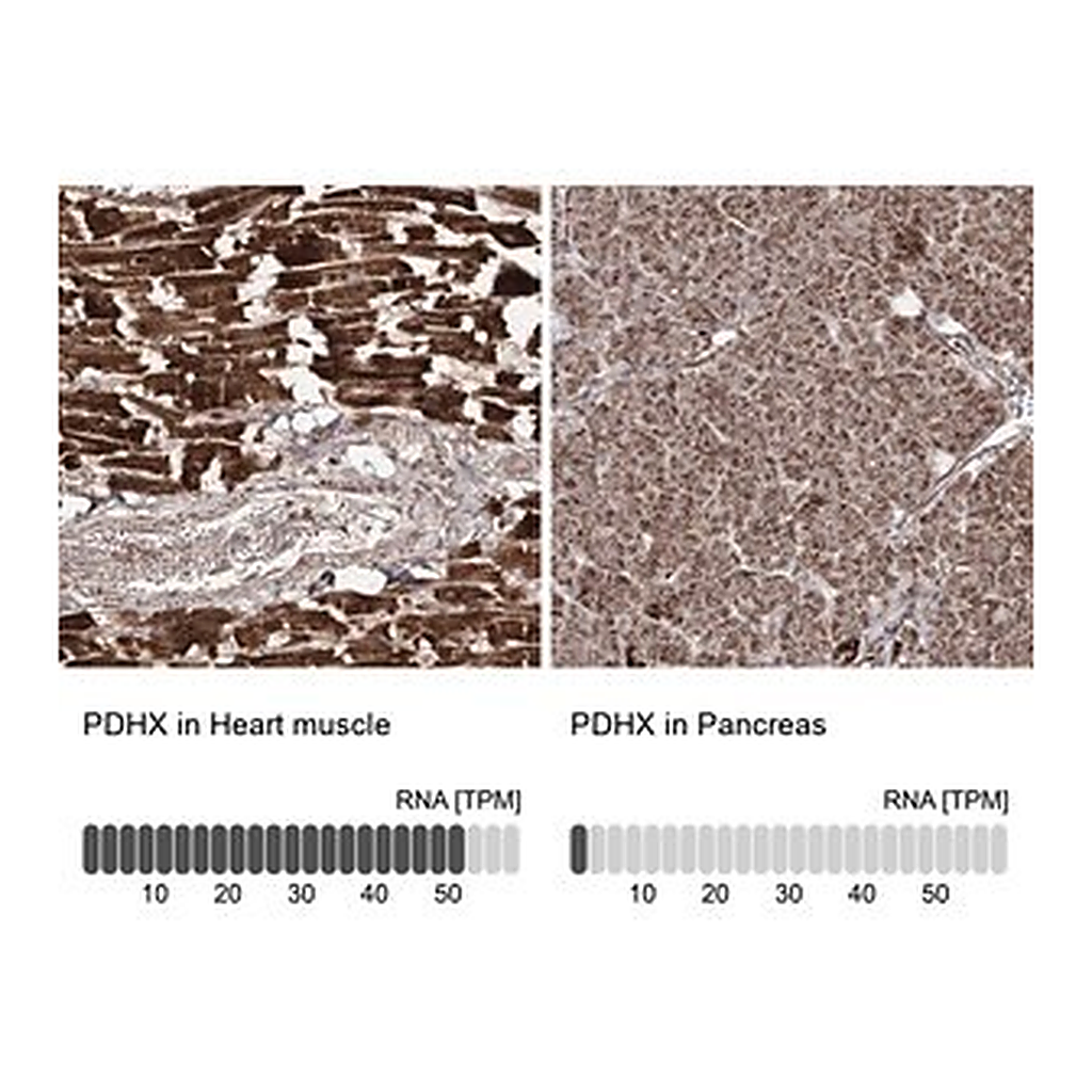 Merck Anti-PDHX antibody produced in rabbit