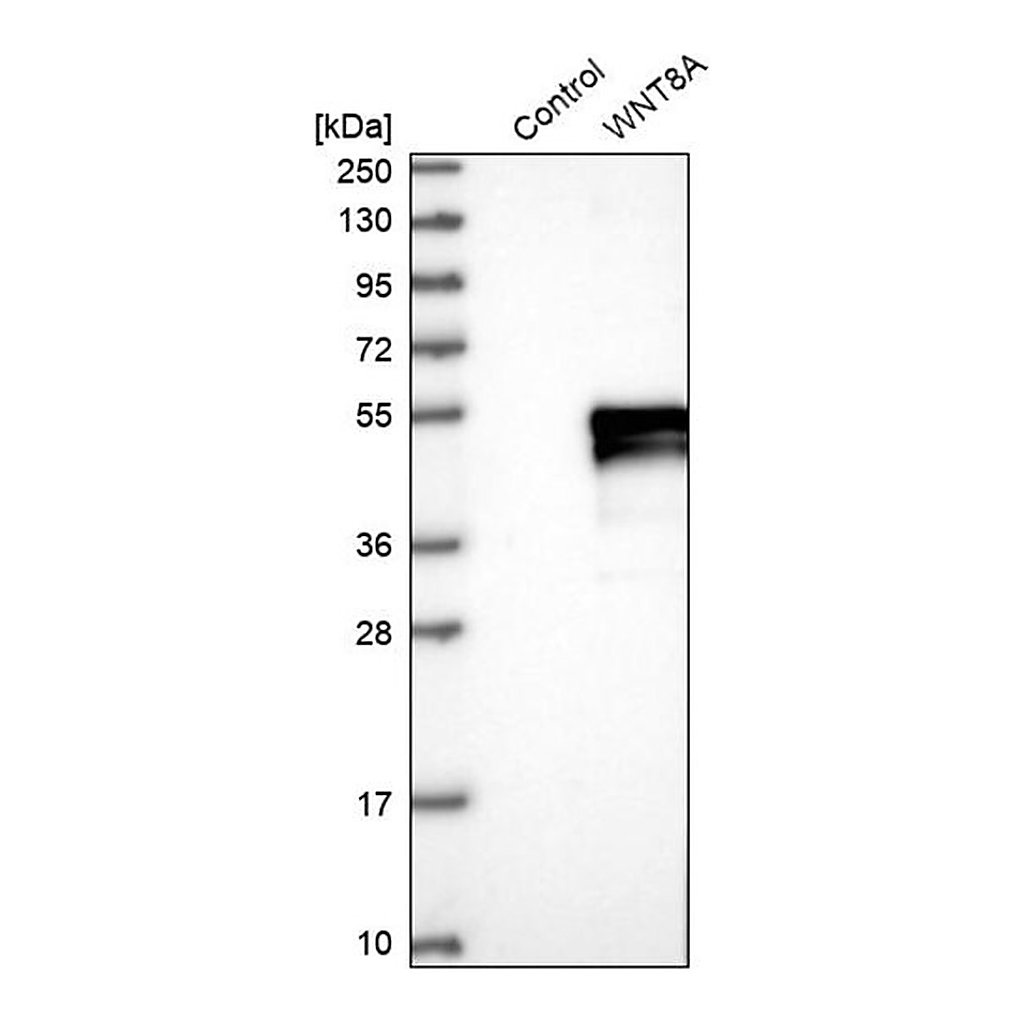 Merck Anti-WNT8A antibody produced in rabbit