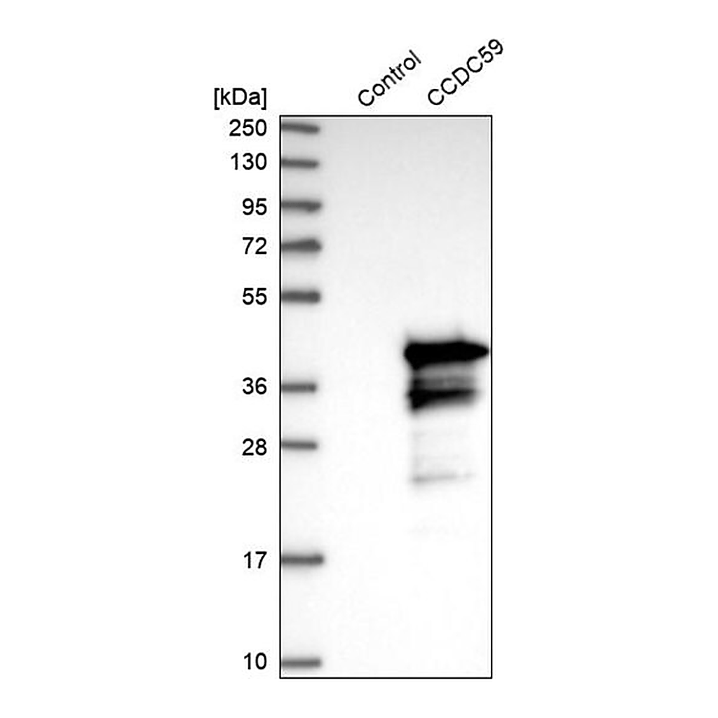 Merck Anti-CCDC59 antibody produced in rabbit