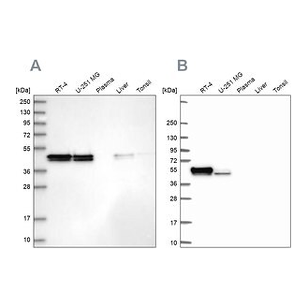 Merck Anti-RCN1 antibody produced in rabbit