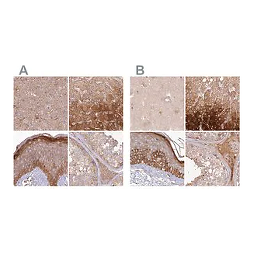 Merck Anti-HAL antibody produced in rabbit