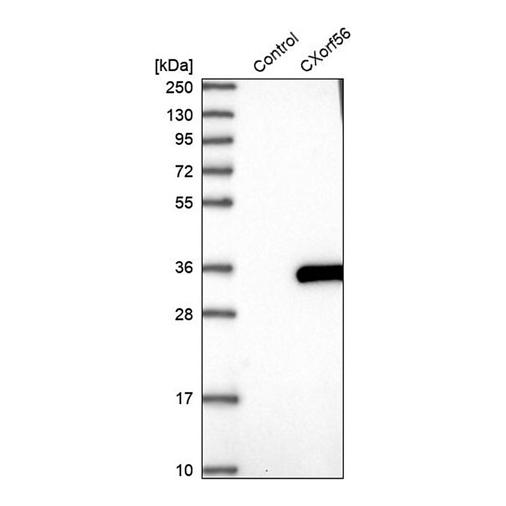 Merck Anti-CXorf56 antibody produced in rabbit