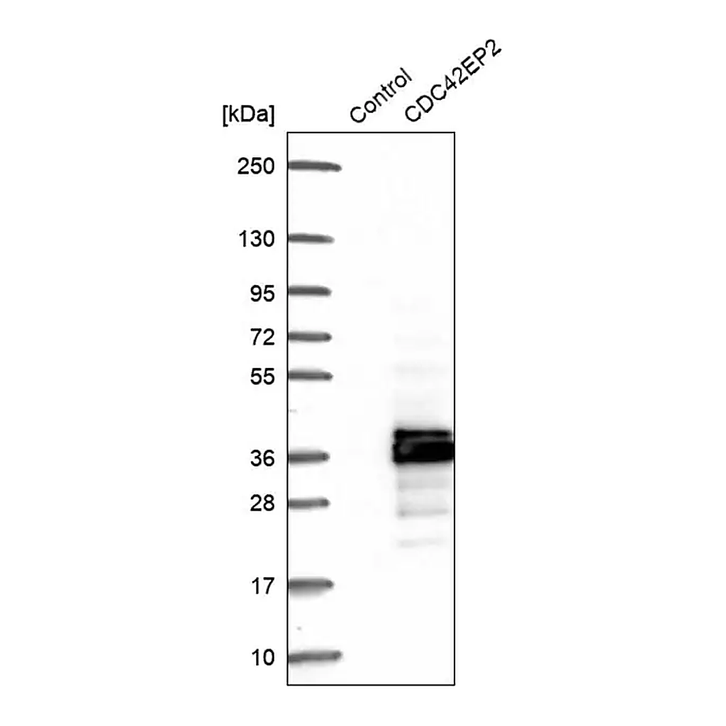 Merck Anti-CDC42EP2 antibody produced in rabbit