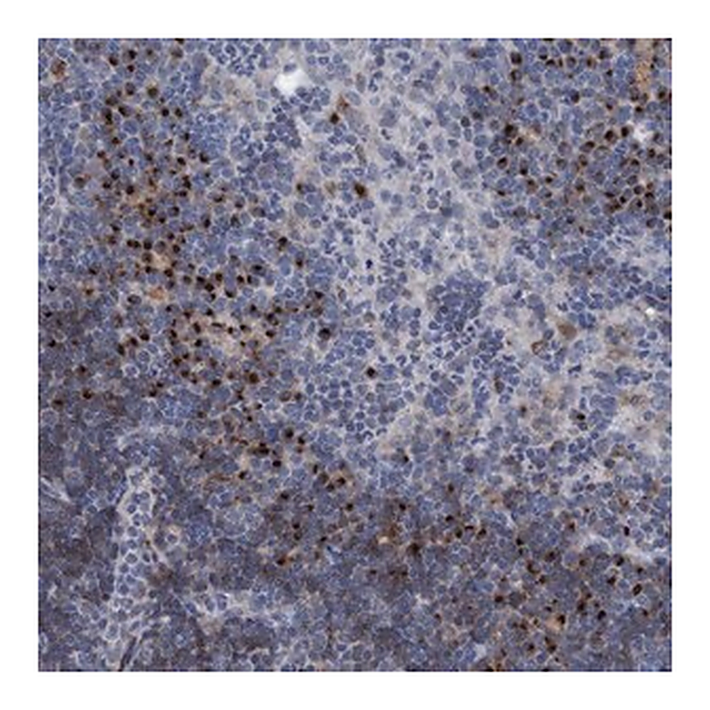 Merck Anti-C20orf196 antibody produced in rabbit