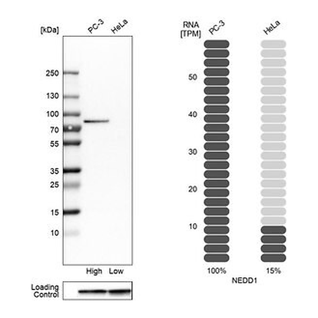 Merck Anti-NEDD1 antibody produced in rabbit