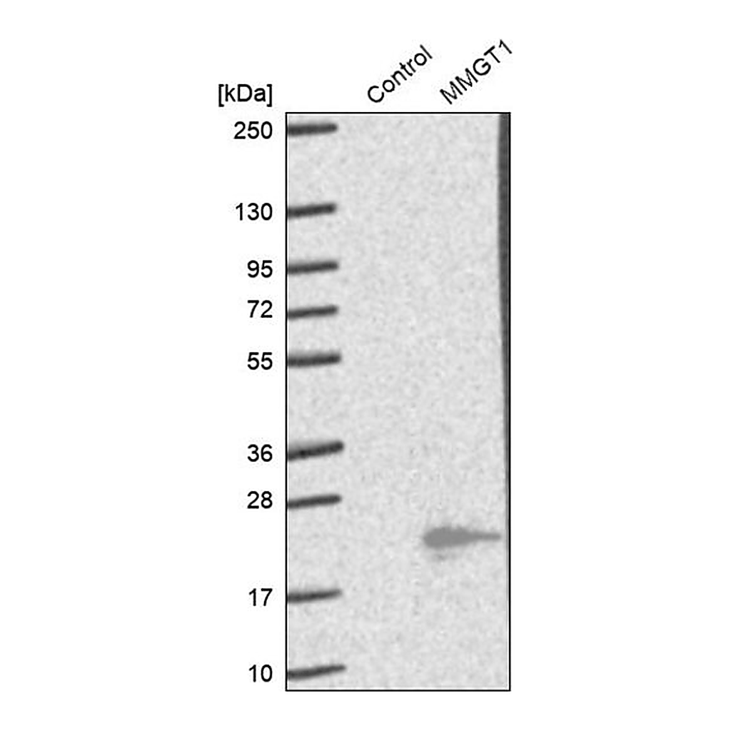 Merck Anti-MMGT1 antibody produced in rabbit