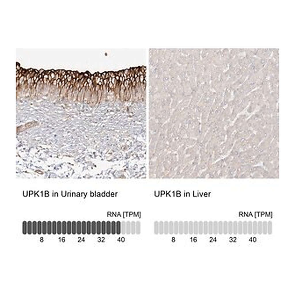 Merck Anti-UPK1B antibody produced in rabbit
