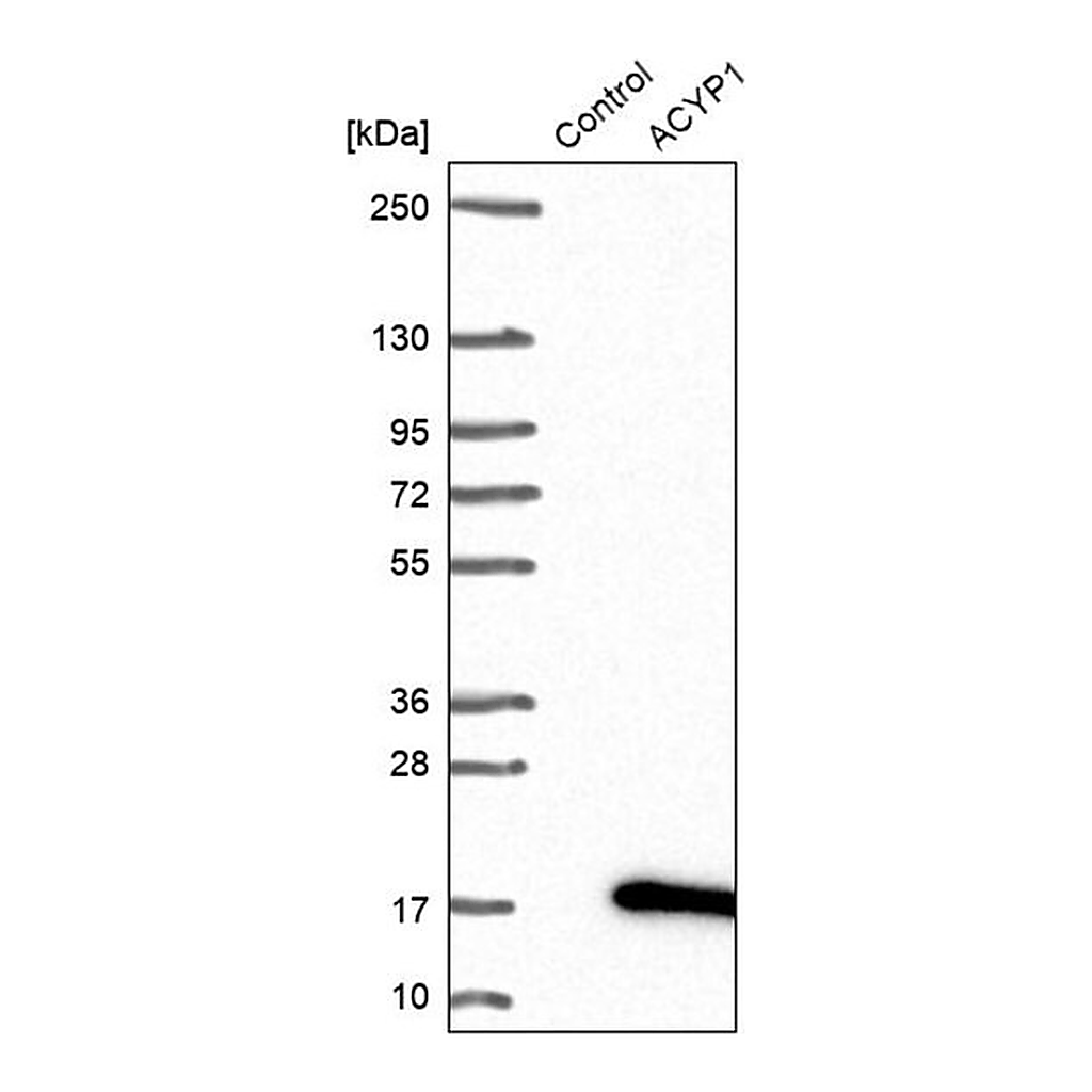 Merck Anti-ACYP1 antibody produced in rabbit
