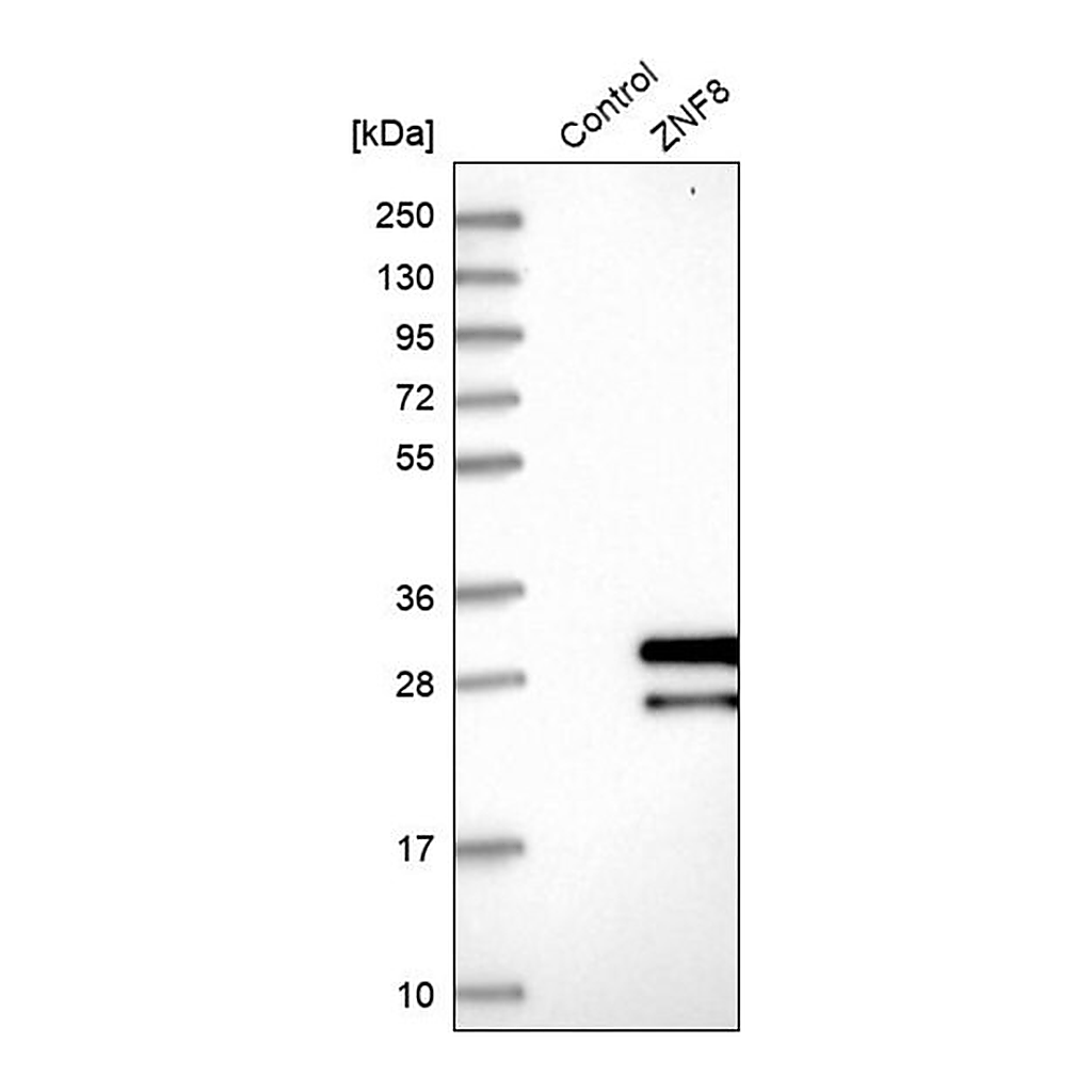 Merck Anti-ZNF8 antibody produced in rabbit