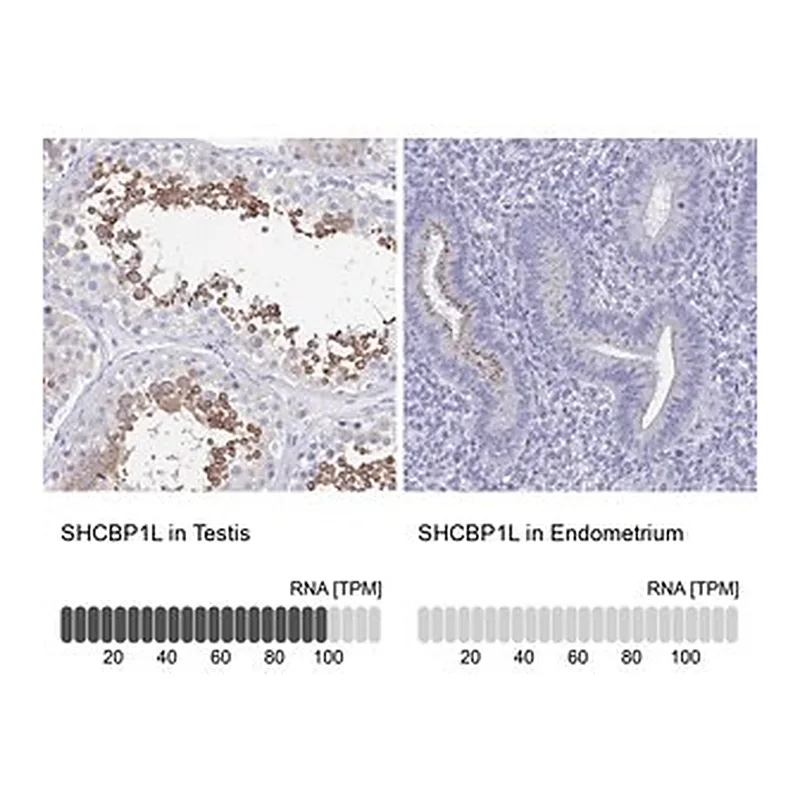Merck Anti-SHCBP1L antibody produced in rabbit