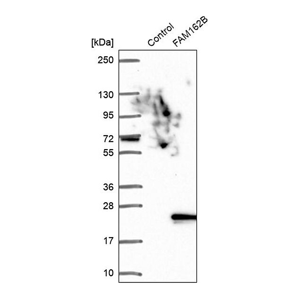 Merck Anti-FAM162B antibody produced in rabbit