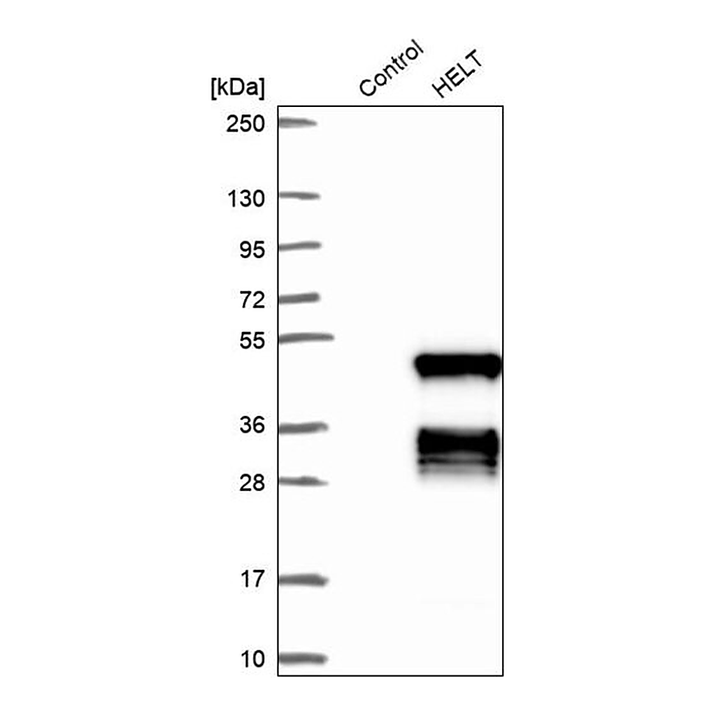 Merck Anti-HELT antibody produced in rabbit