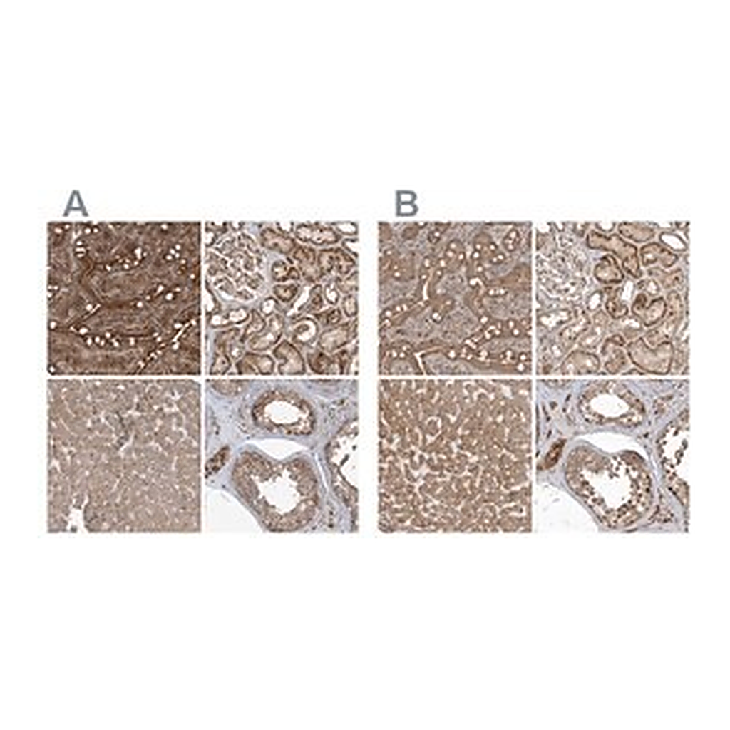 Merck Anti-TRAIP antibody produced in rabbit