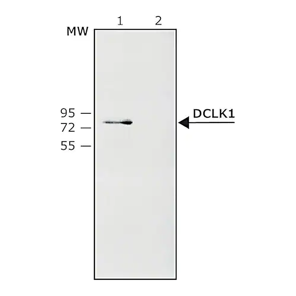 Merck Anti-DCLK1 antibody produced in rabbit