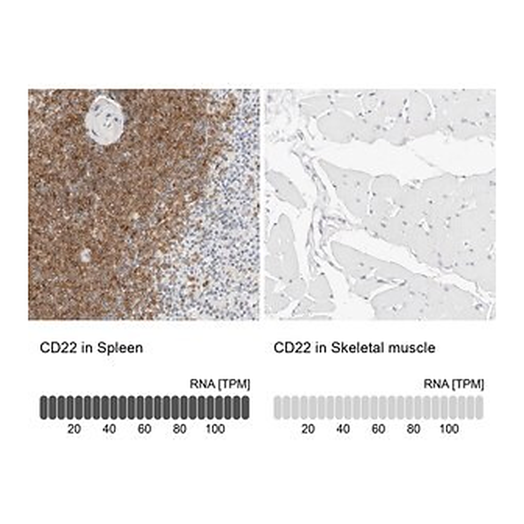 Merck Anti-CD22 antibody produced in rabbit
