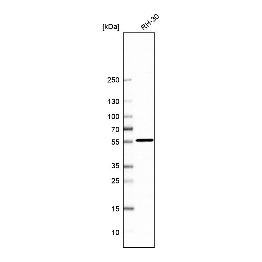 Merck Anti-VPS45 antibody produced in rabbit