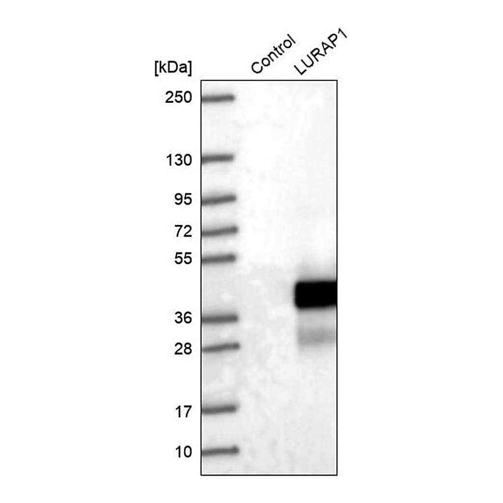 Merck Anti-LURAP1 antibody produced in rabbit