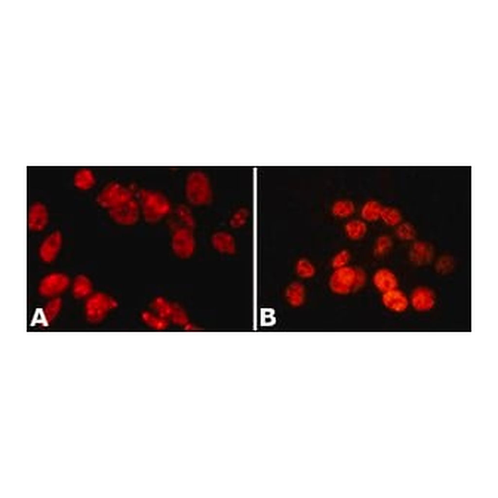 Merck Anti-PSPC1 (N-terminal) antibody produced in rabbit