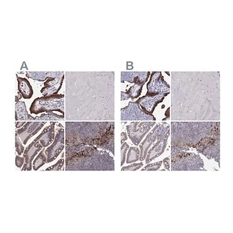 Merck Anti-ERO1A antibody produced in rabbit