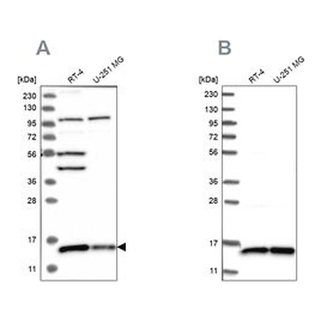 Merck Anti-FAM136A antibody produced in rabbit