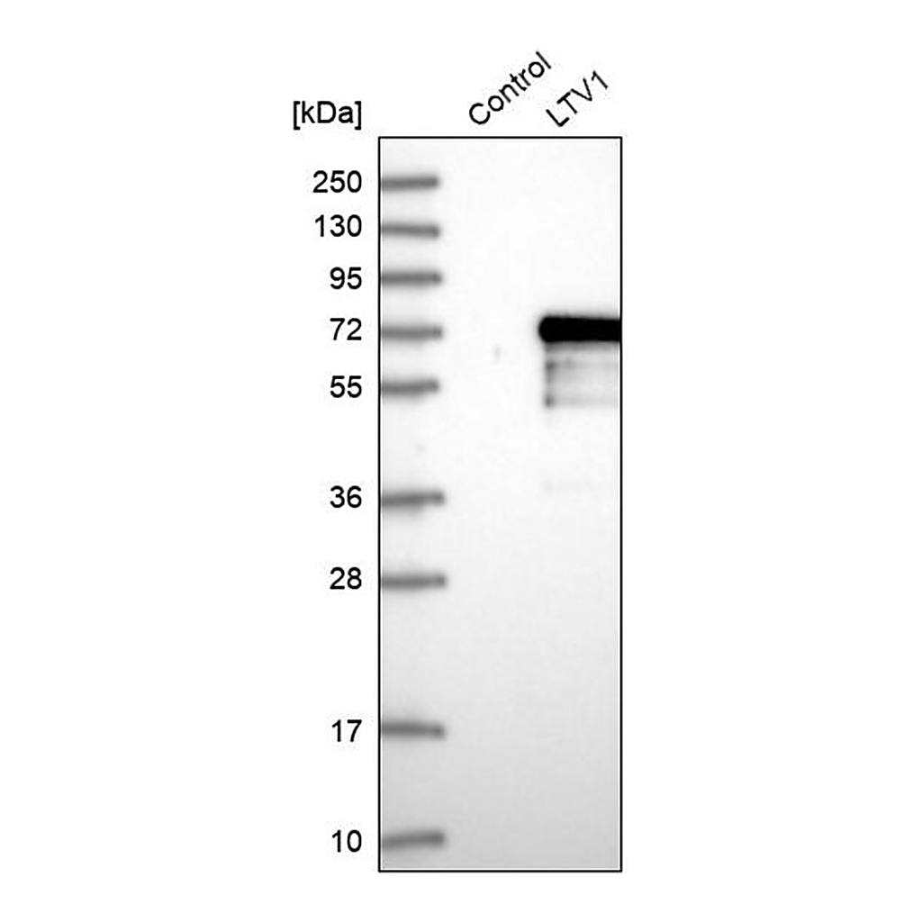 Merck Anti-LTV1 antibody produced in rabbit