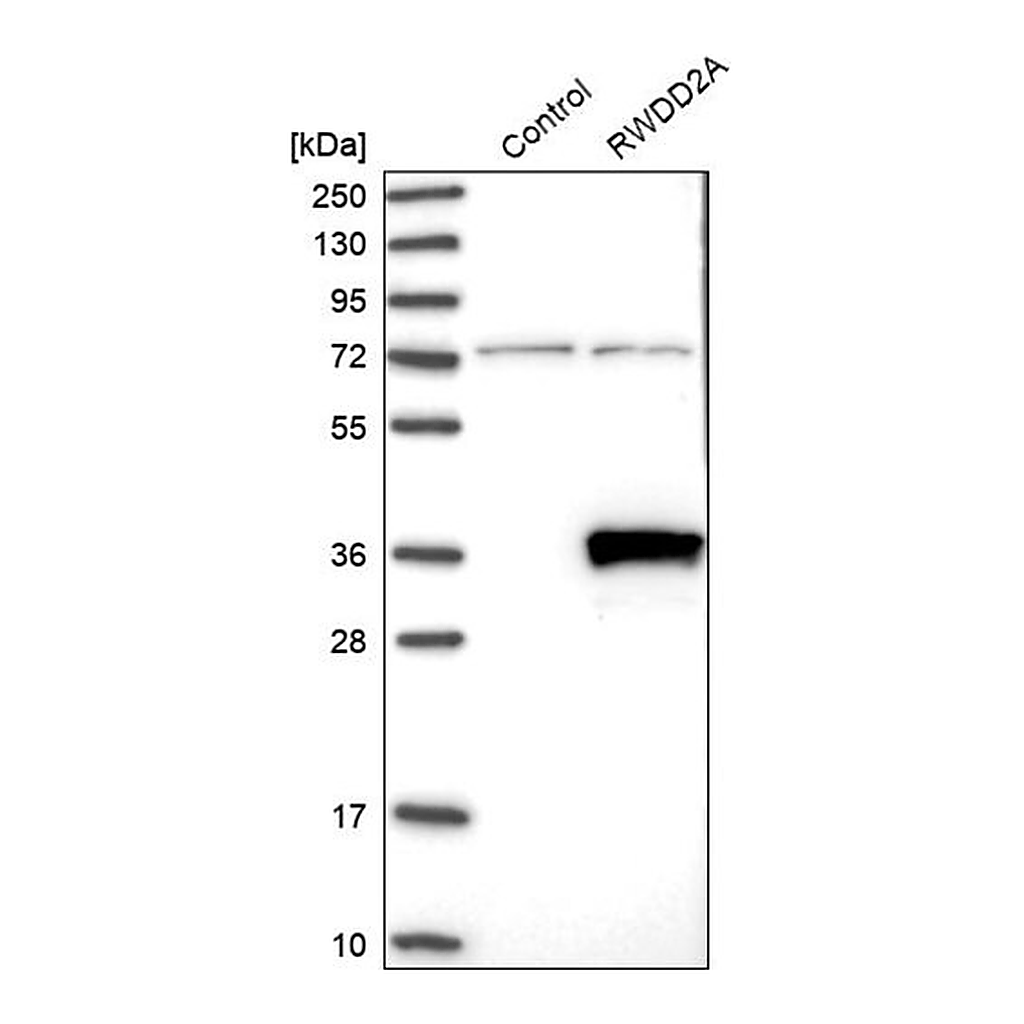 Merck Anti-RWDD2A antibody produced in rabbit