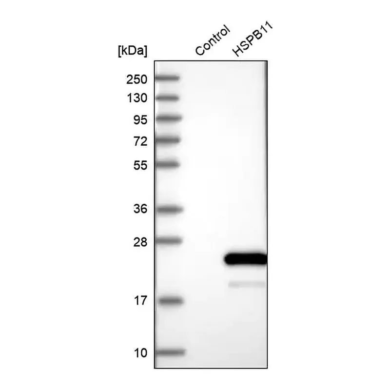 Merck Anti-HSPB11 antibody produced in rabbit