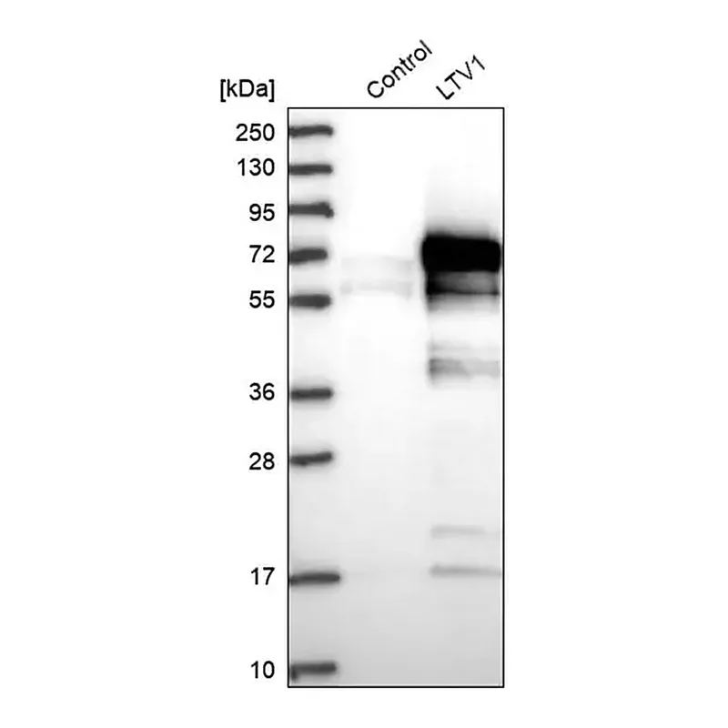 Merck Anti-LTV1 antibody produced in rabbit