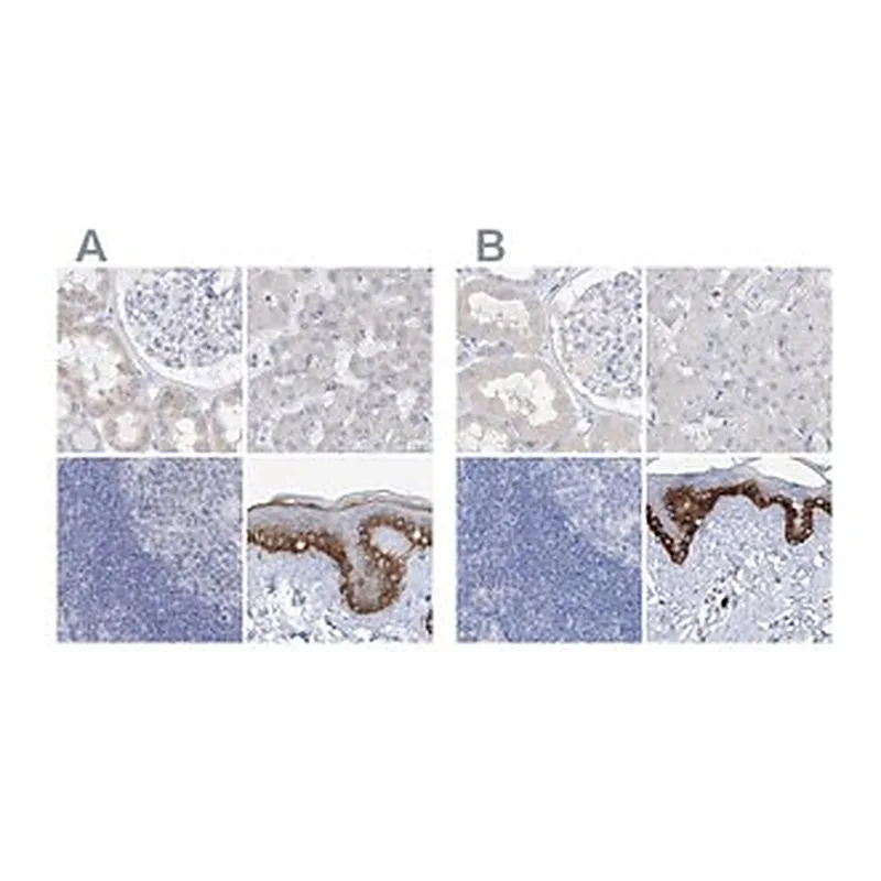 Merck Anti-FRS3 antibody produced in rabbit