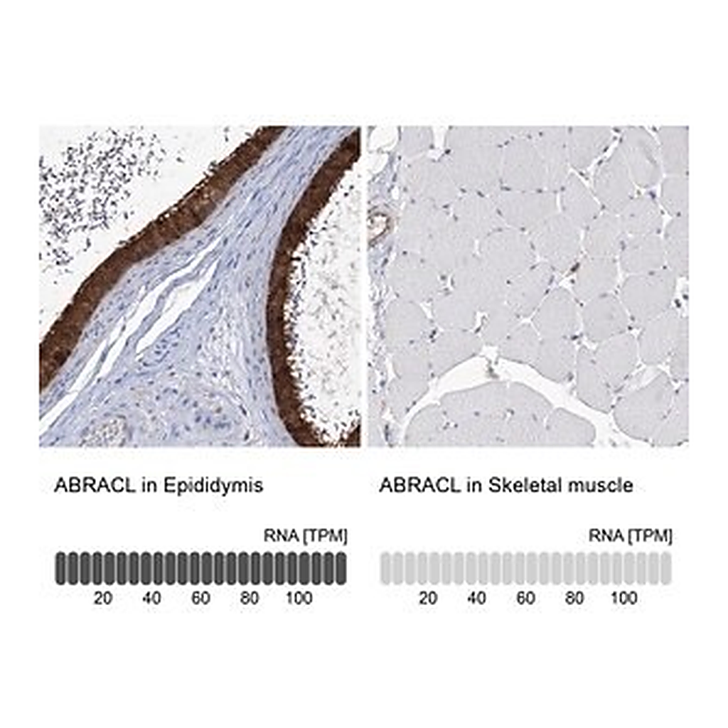 Merck Anti-ABRACL antibody produced in rabbit