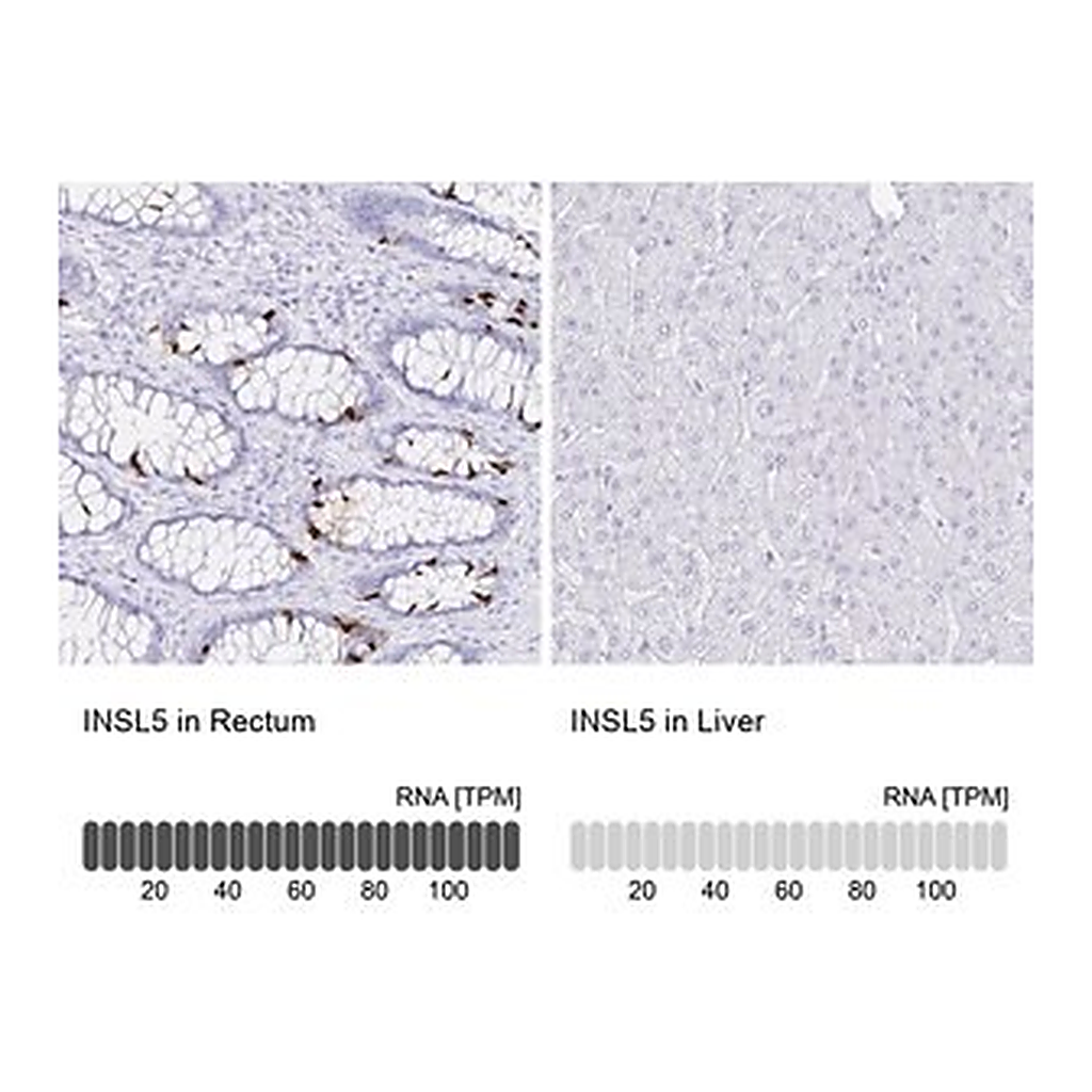 Merck Anti-INSL5 antibody produced in rabbit