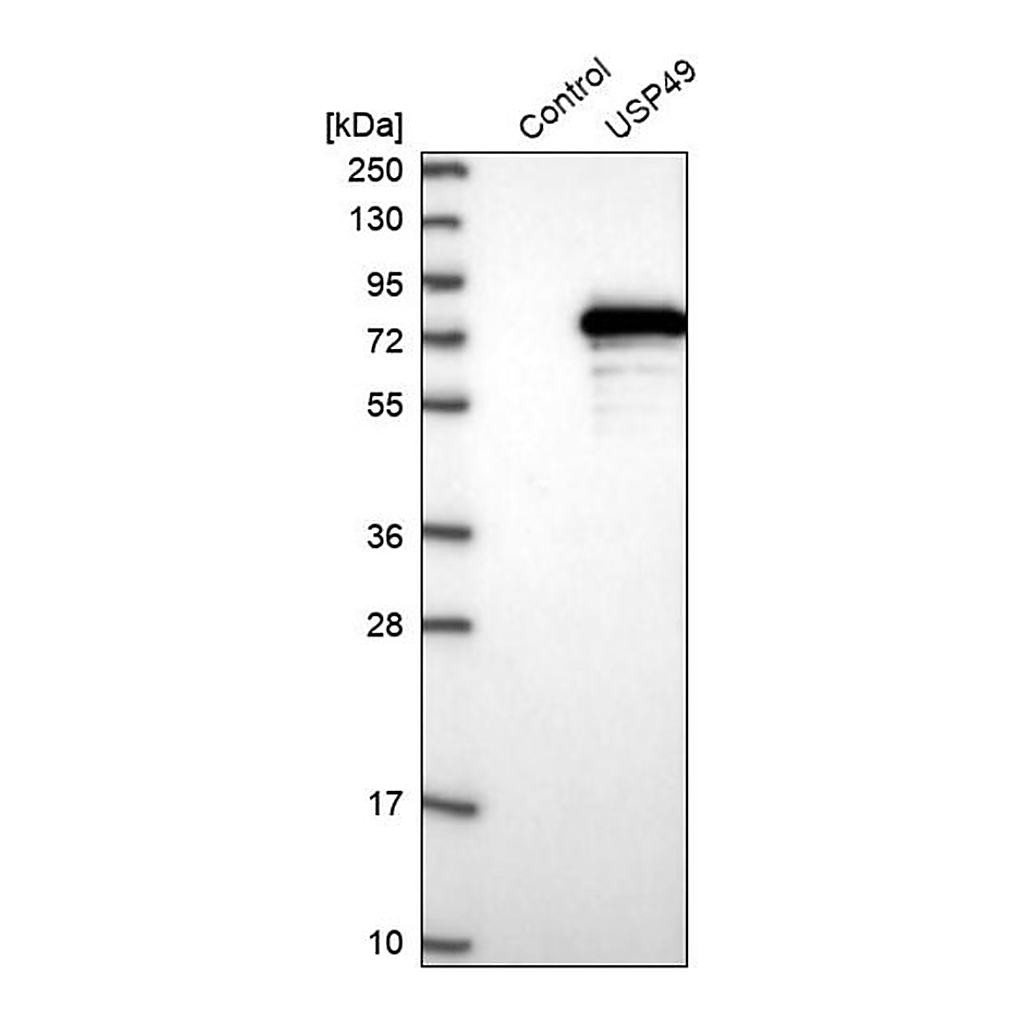 Merck Anti-USP49 antibody produced in rabbit