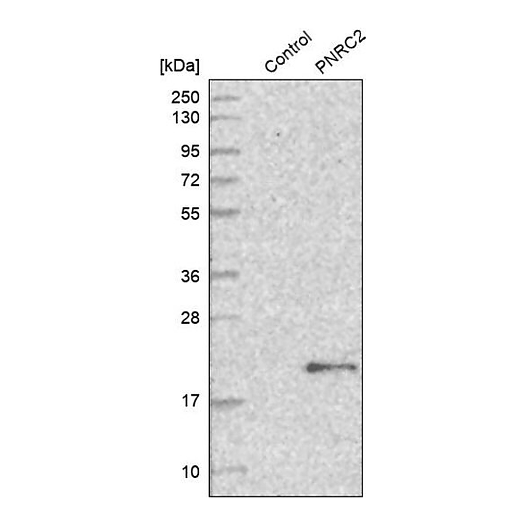 Merck Anti-PNRC2 antibody produced in rabbit