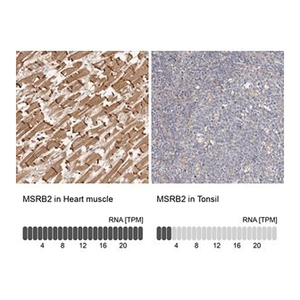 Merck Anti-MSRB2 antibody produced in rabbit