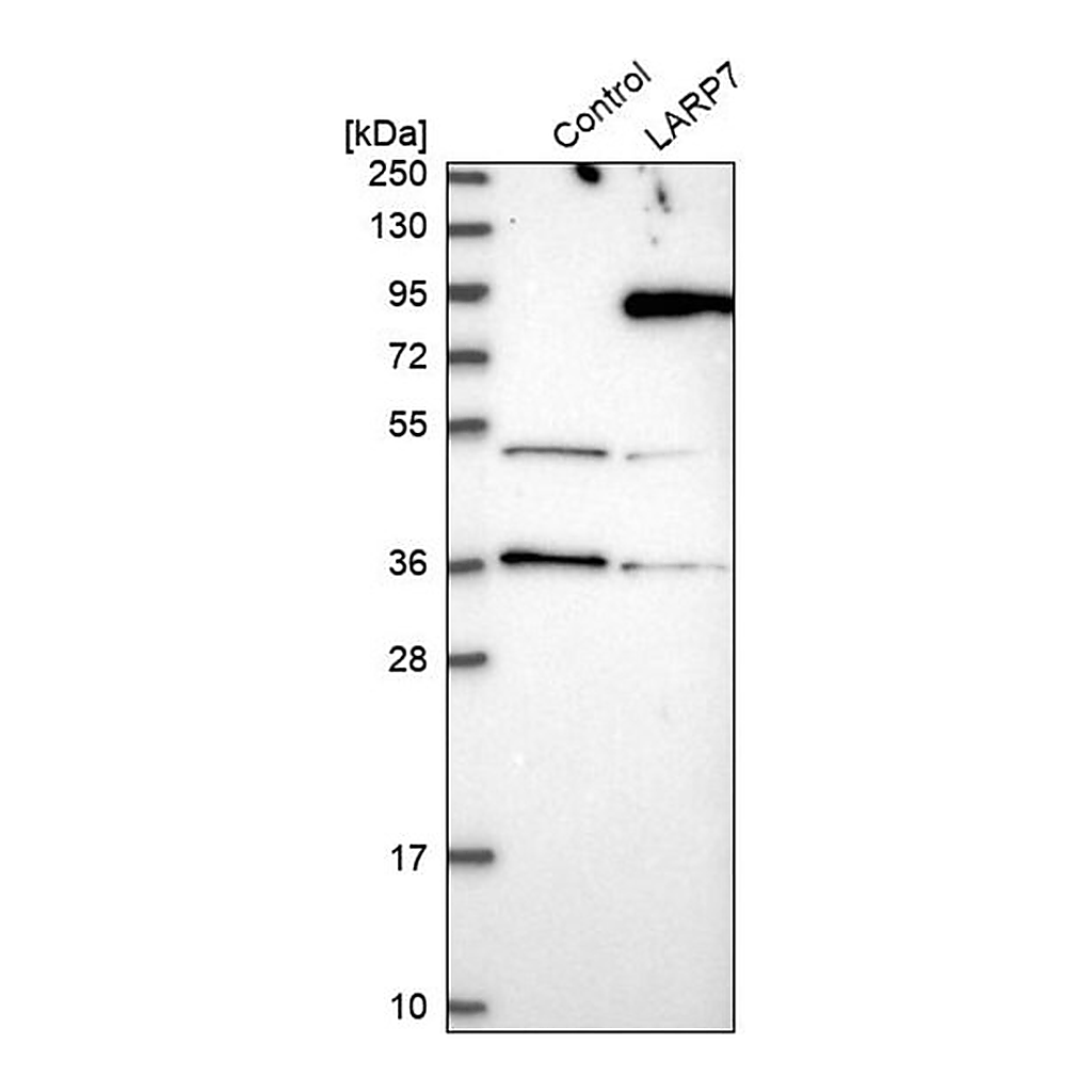 Merck Anti-LARP7 antibody produced in rabbit
