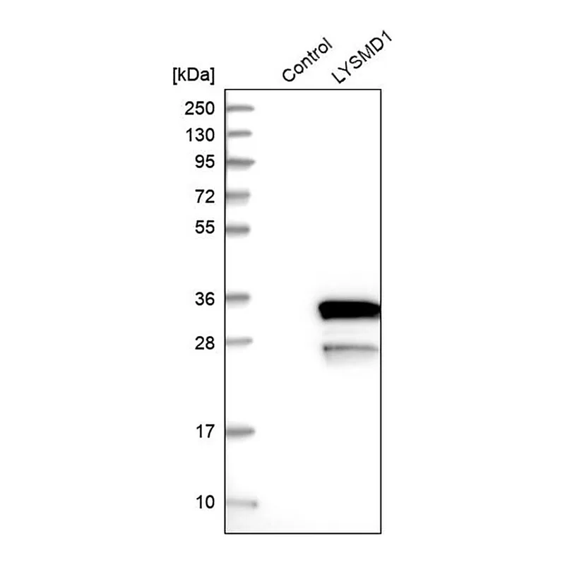 Merck Anti-LYSMD1 antibody produced in rabbit