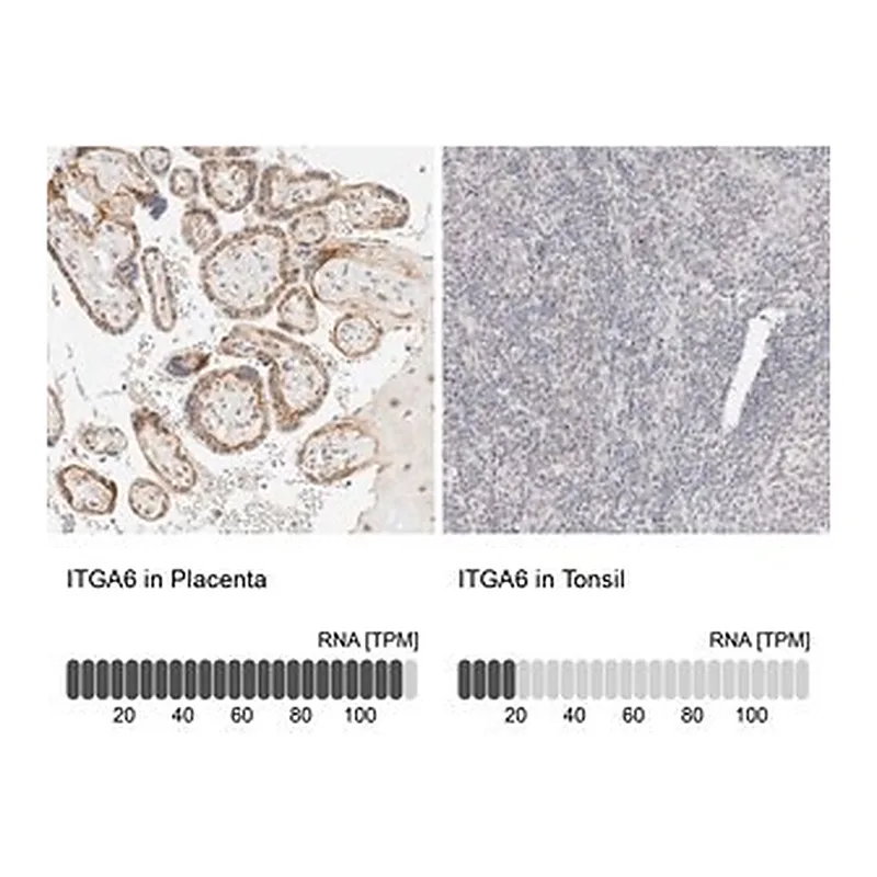 Merck Anti-ITGA6 antibody produced in rabbit