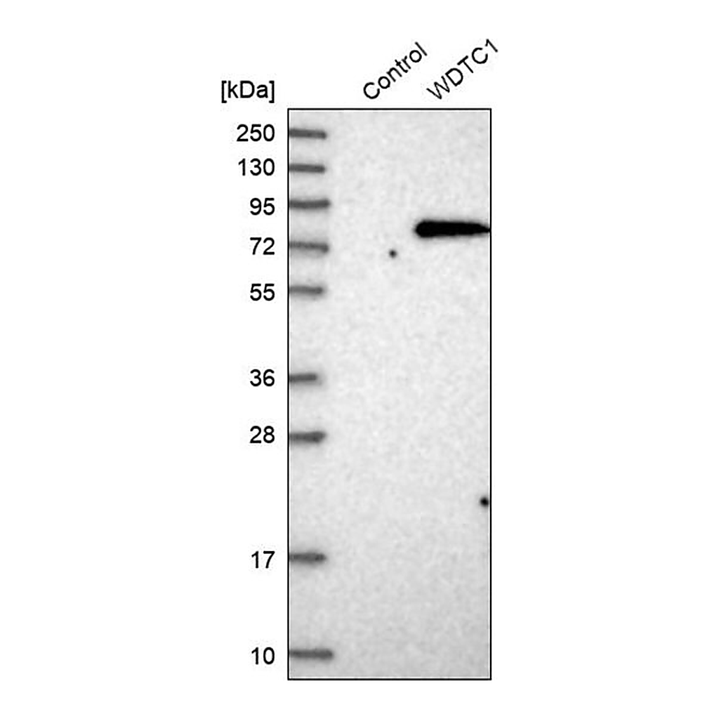 Merck Anti-WDTC1 antibody produced in rabbit