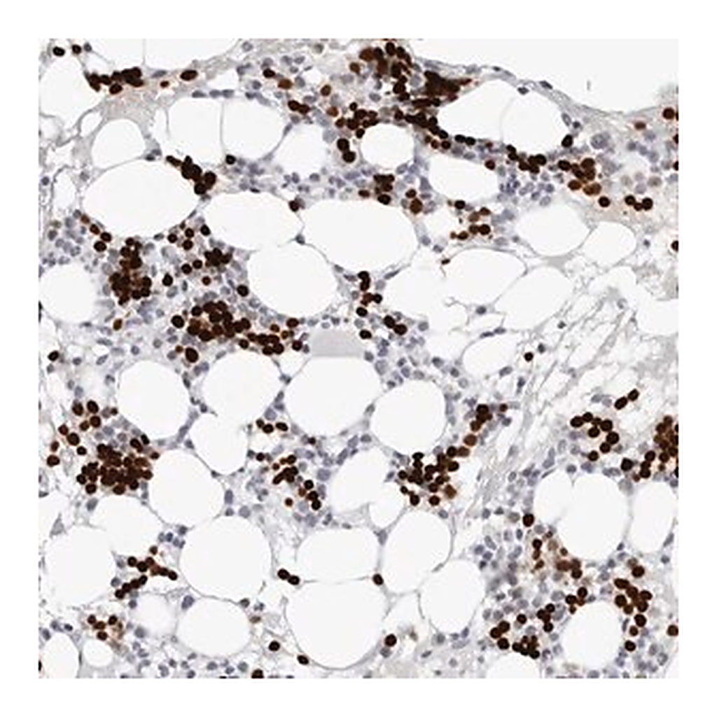 Merck Anti-EDN2 antibody produced in rabbit