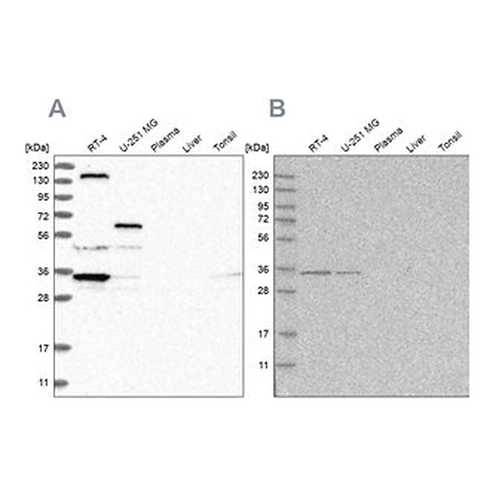 Merck Anti-PPP1R42 antibody produced in rabbit