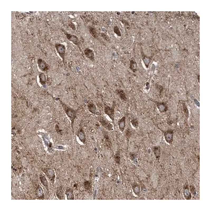 Merck Anti-LYRM4 antibody produced in rabbit