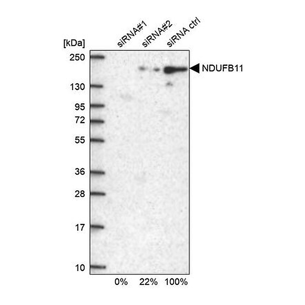 Merck Anti-NDUFB11 antibody produced in rabbit
